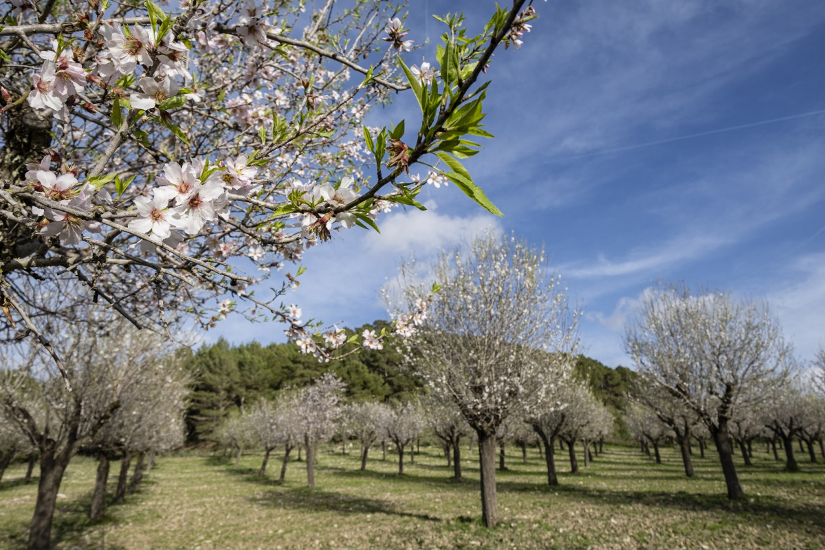 Almendros en flor 5 Mallorca