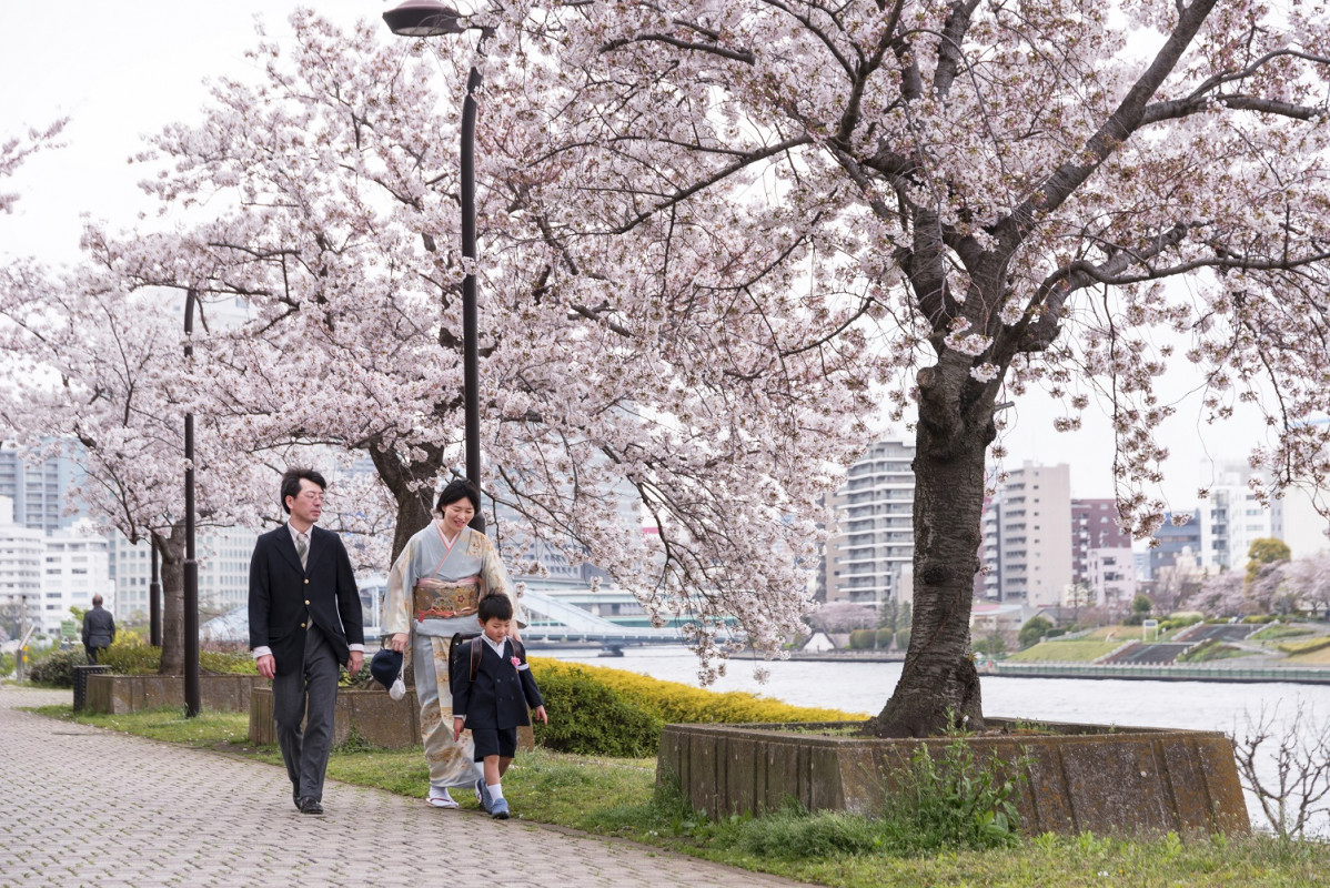 Tokyo Cherry blossoms along Sumida gawa River 1500