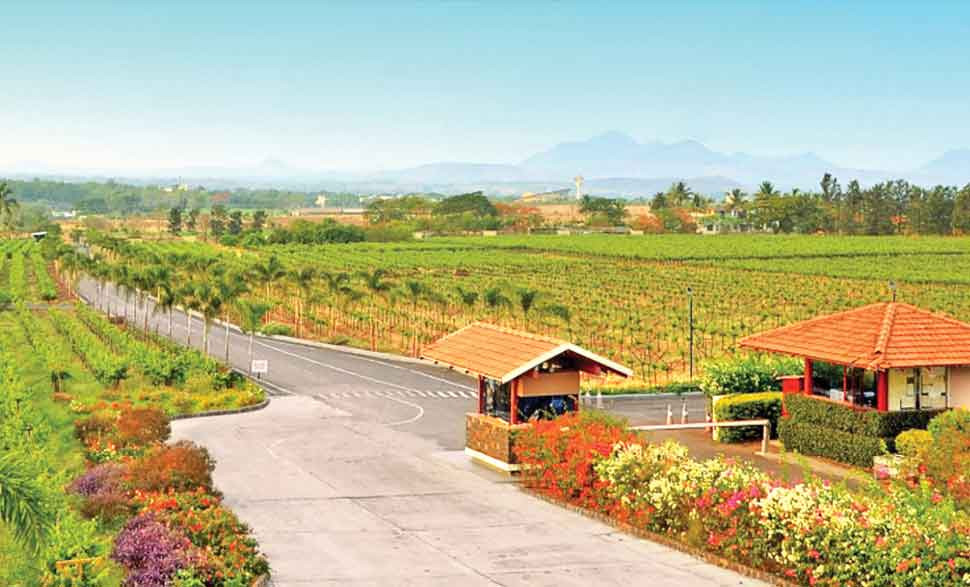 Nashik vineyard