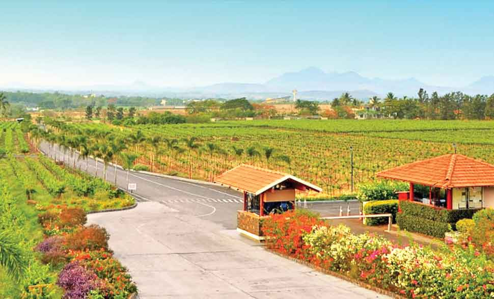 Nashik vineyard