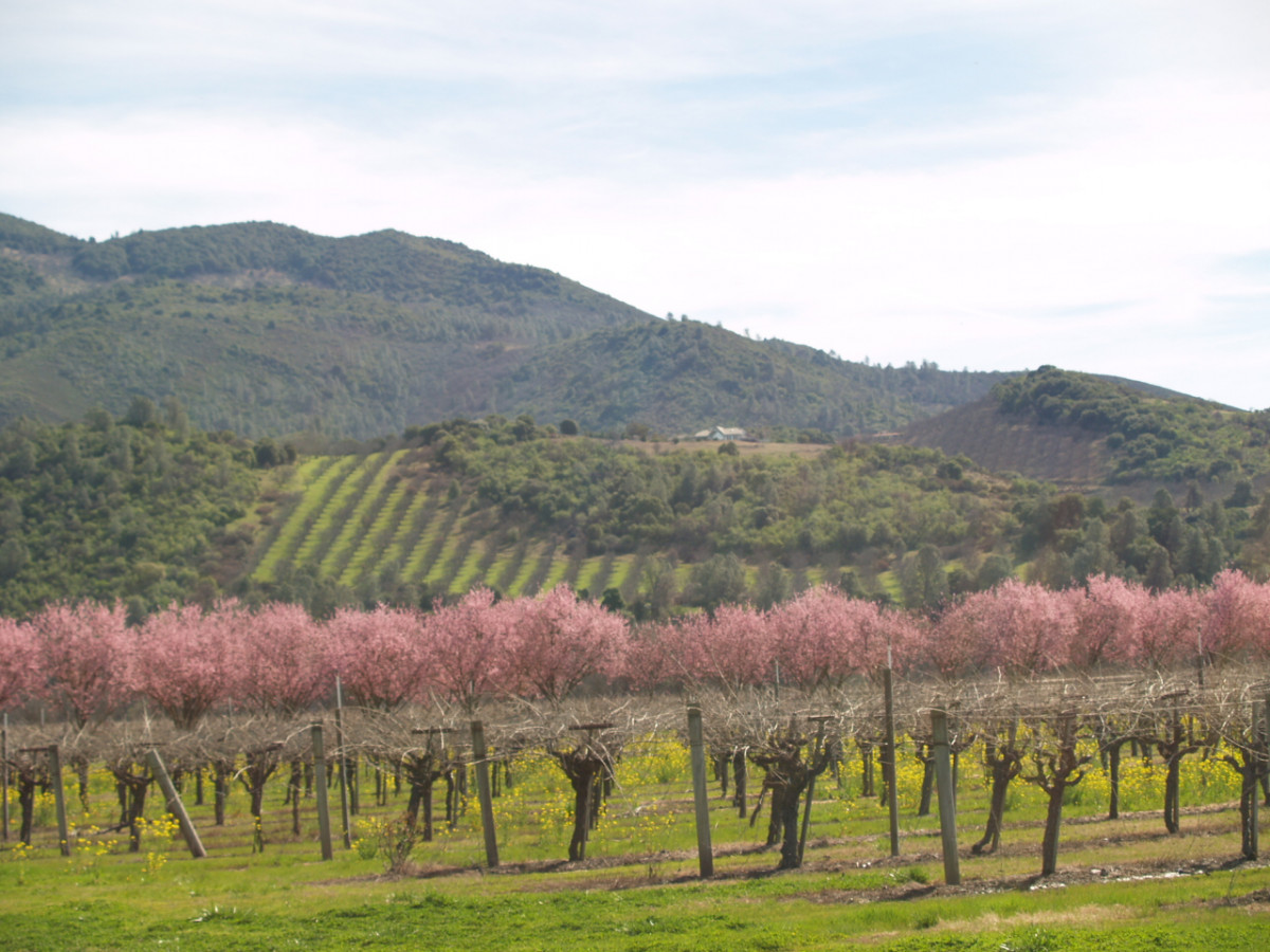 SPRING IN THE VINEYARDS