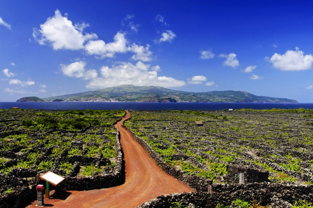 Azores vinyards pico