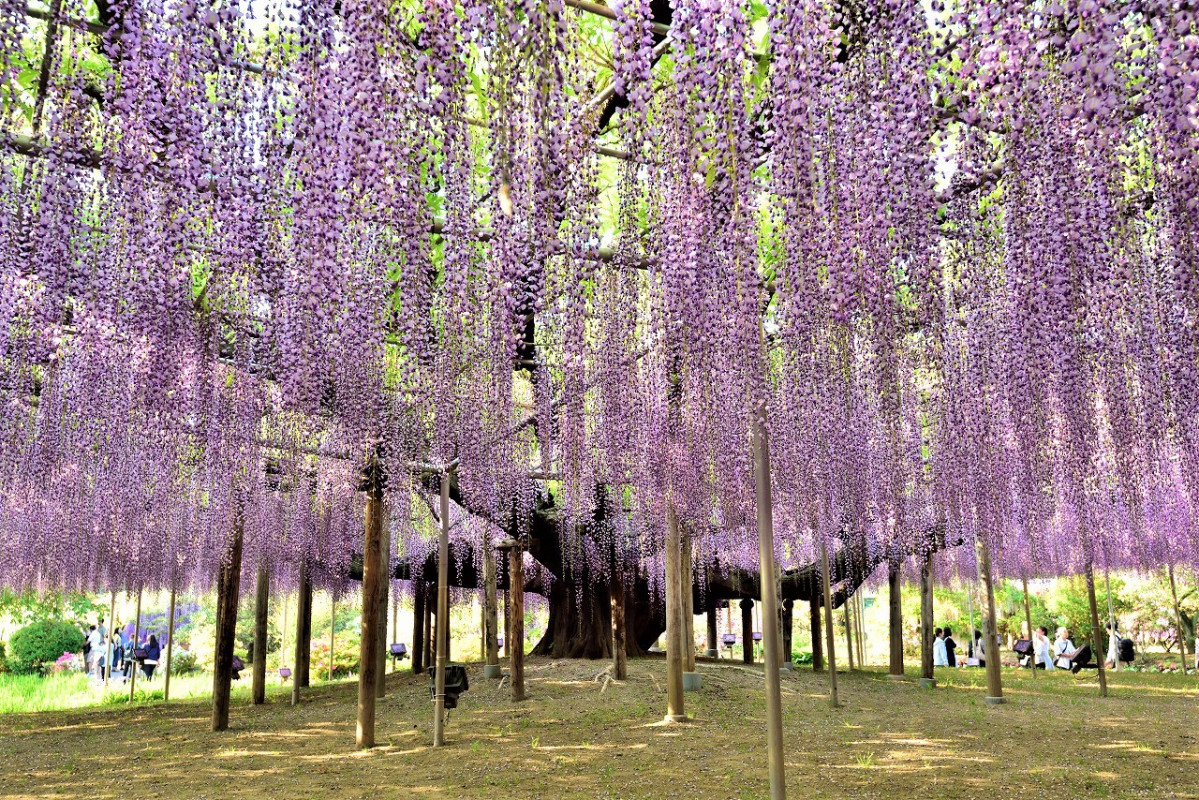 Ashikaga Flower Park 