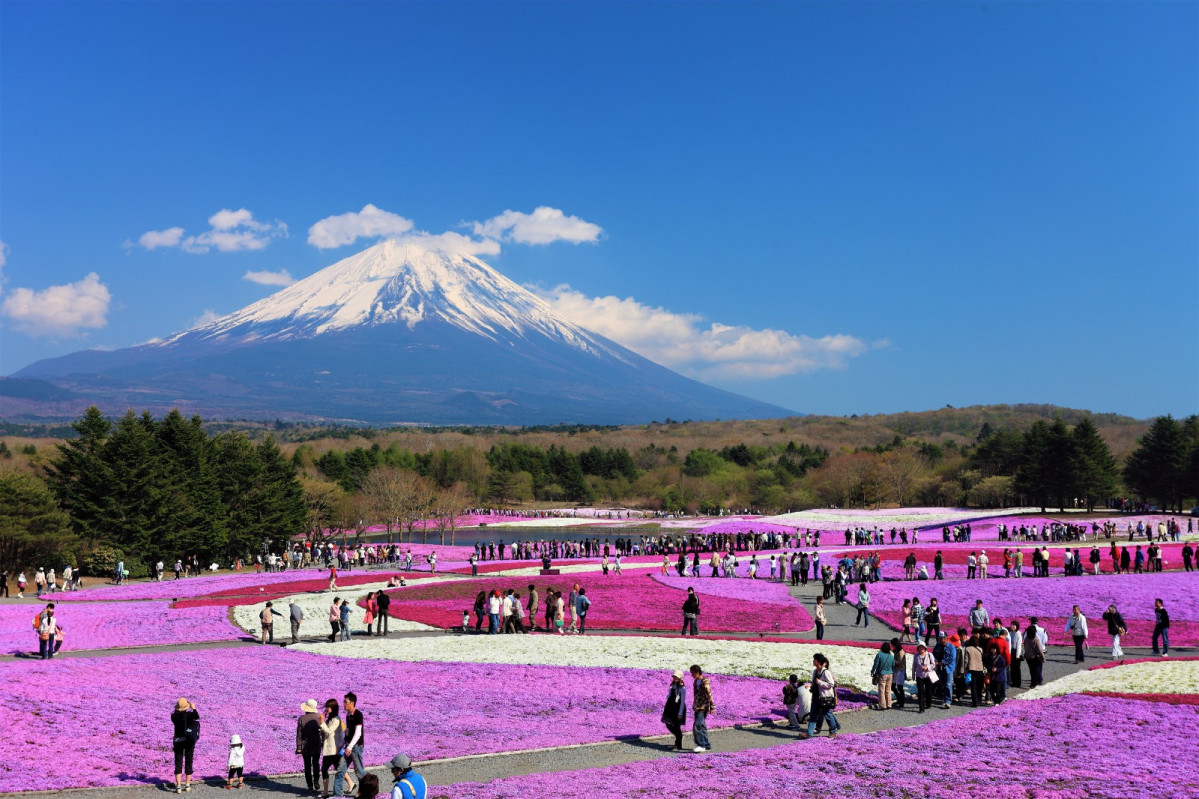 Musgo Rosa Festival Fuji Shibazakura