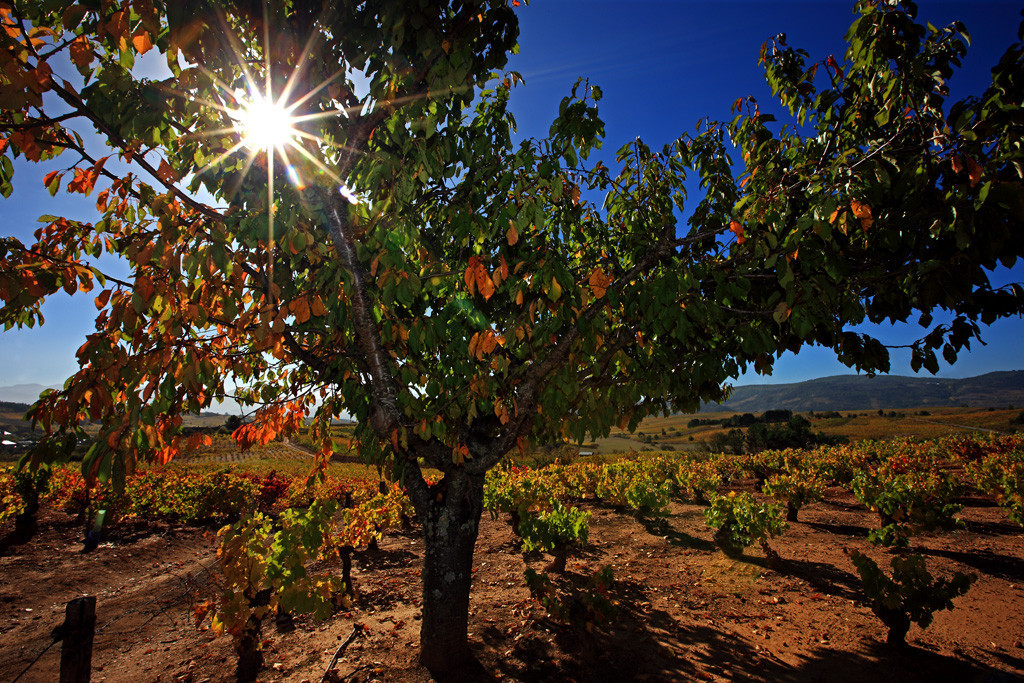 Viñedos y cerezos, entorno a Villafranca del Bierzo