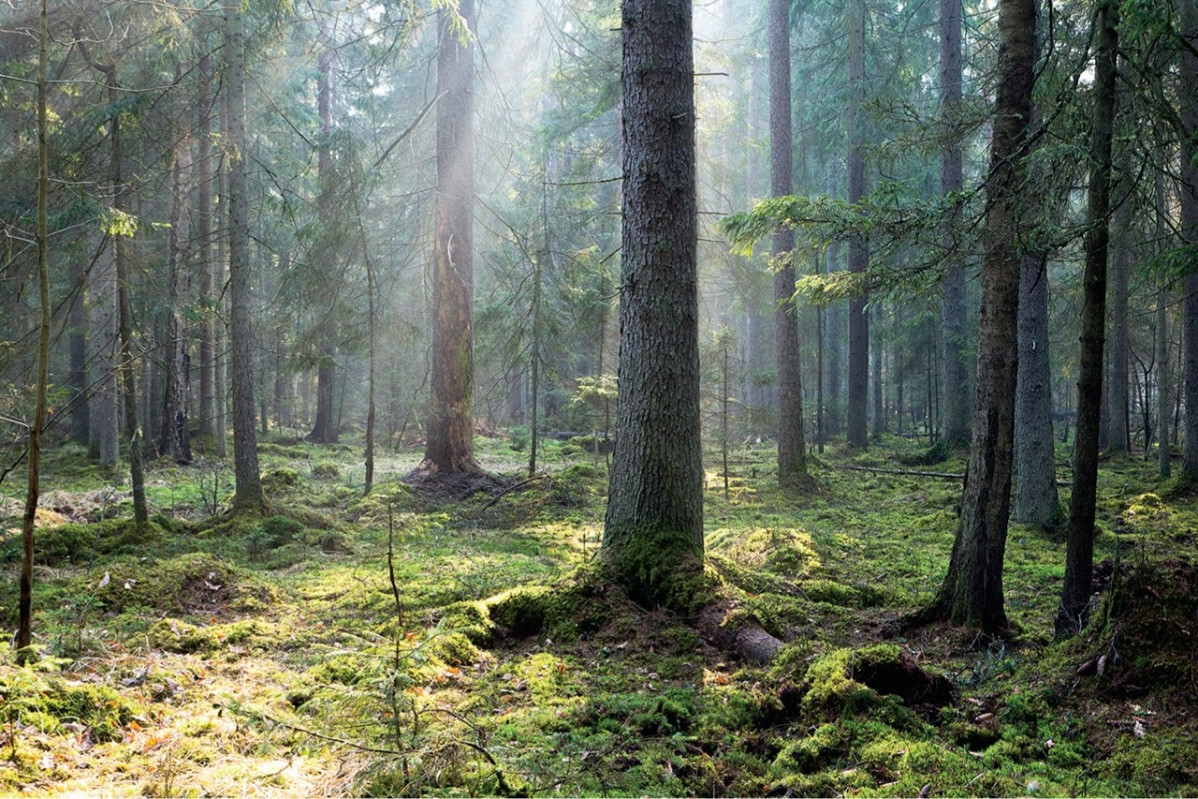 Bialowieza, Poland Bosque