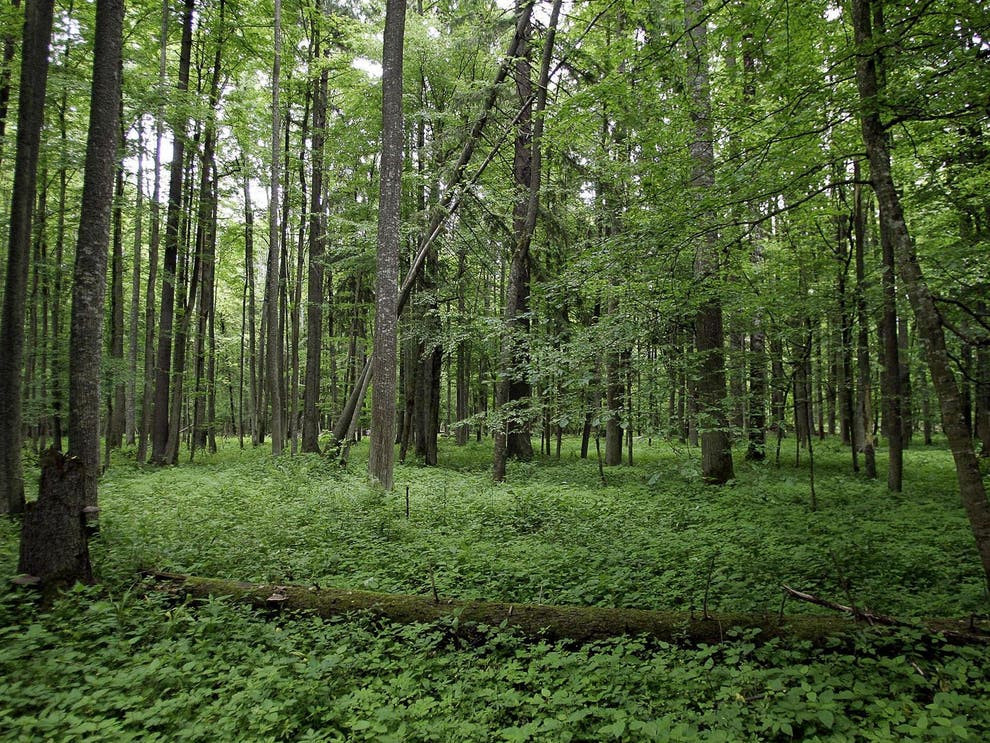 Bialowieza forest main 170419