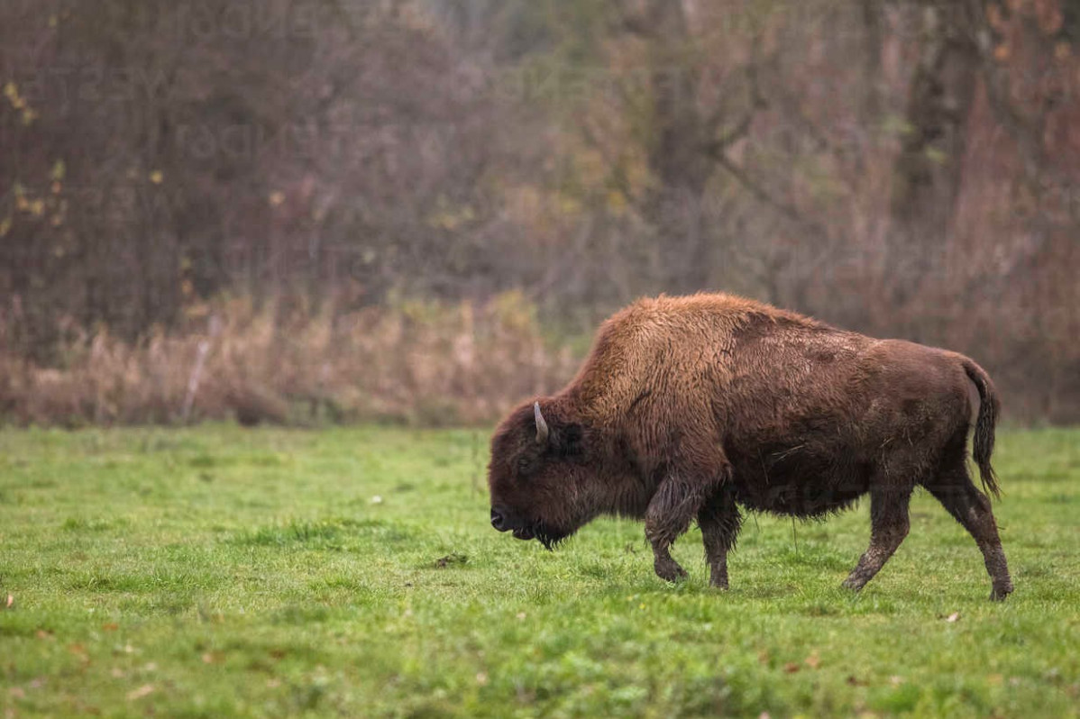 European bisonbisonbonasusin field ZCF01022 (2)