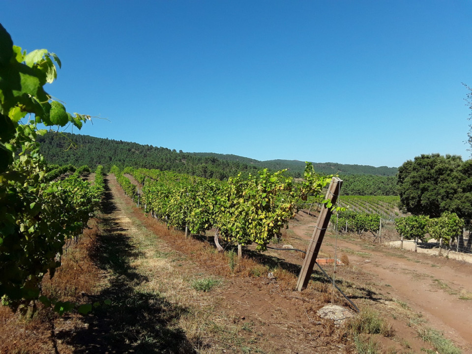 Viñedos de Canho Terras Gaudas, en O Rosal, Pontevedra foto Antón Alonso