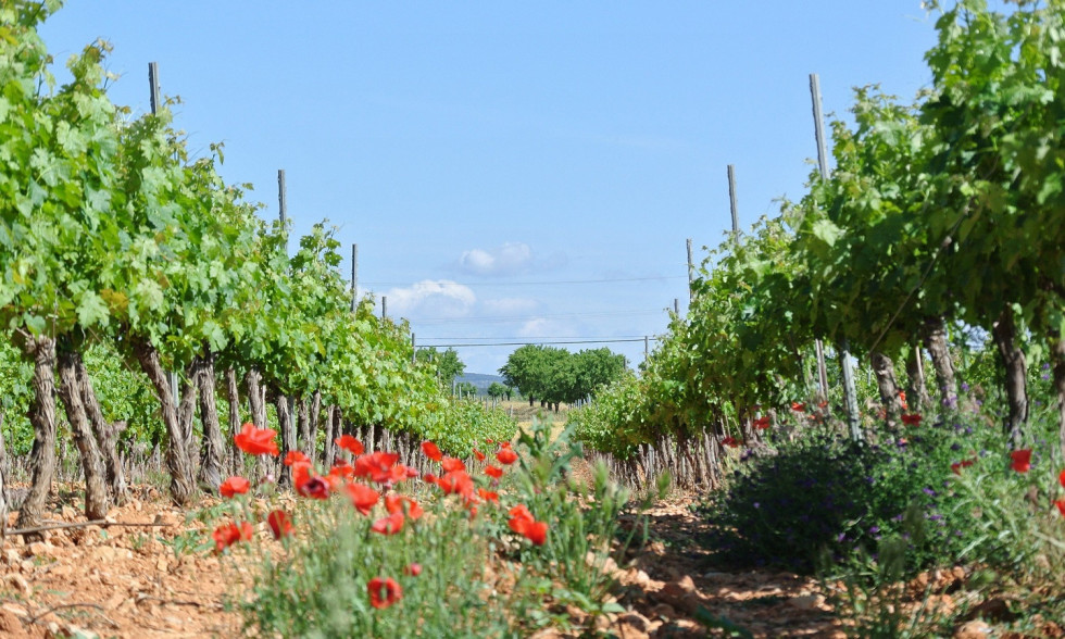 Altolando  viñedos