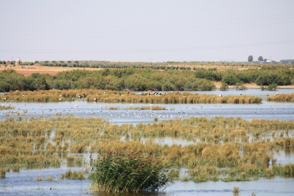 Alcu00e1zar de San Juan   Lagunas de Alcu00e1zar 1500