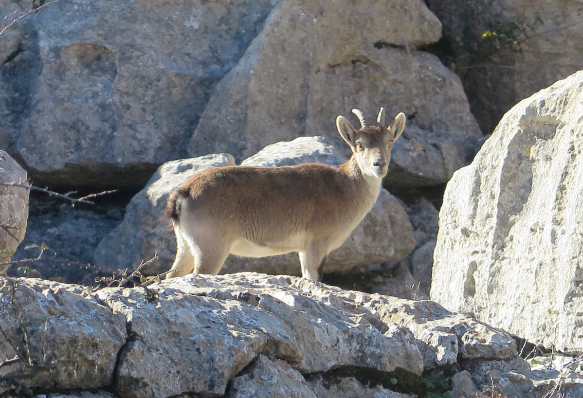 Cabra Montu00e9s en el Torcal de Antequera.