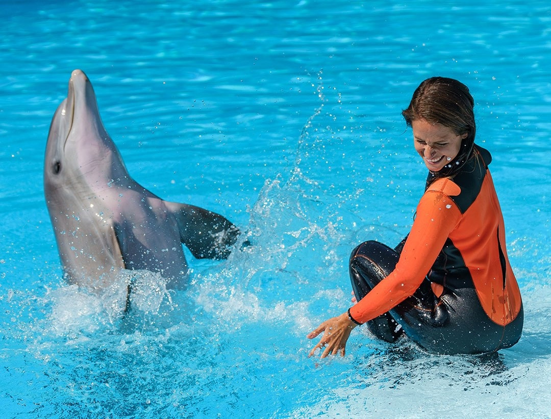 Zoomarine golfinhos