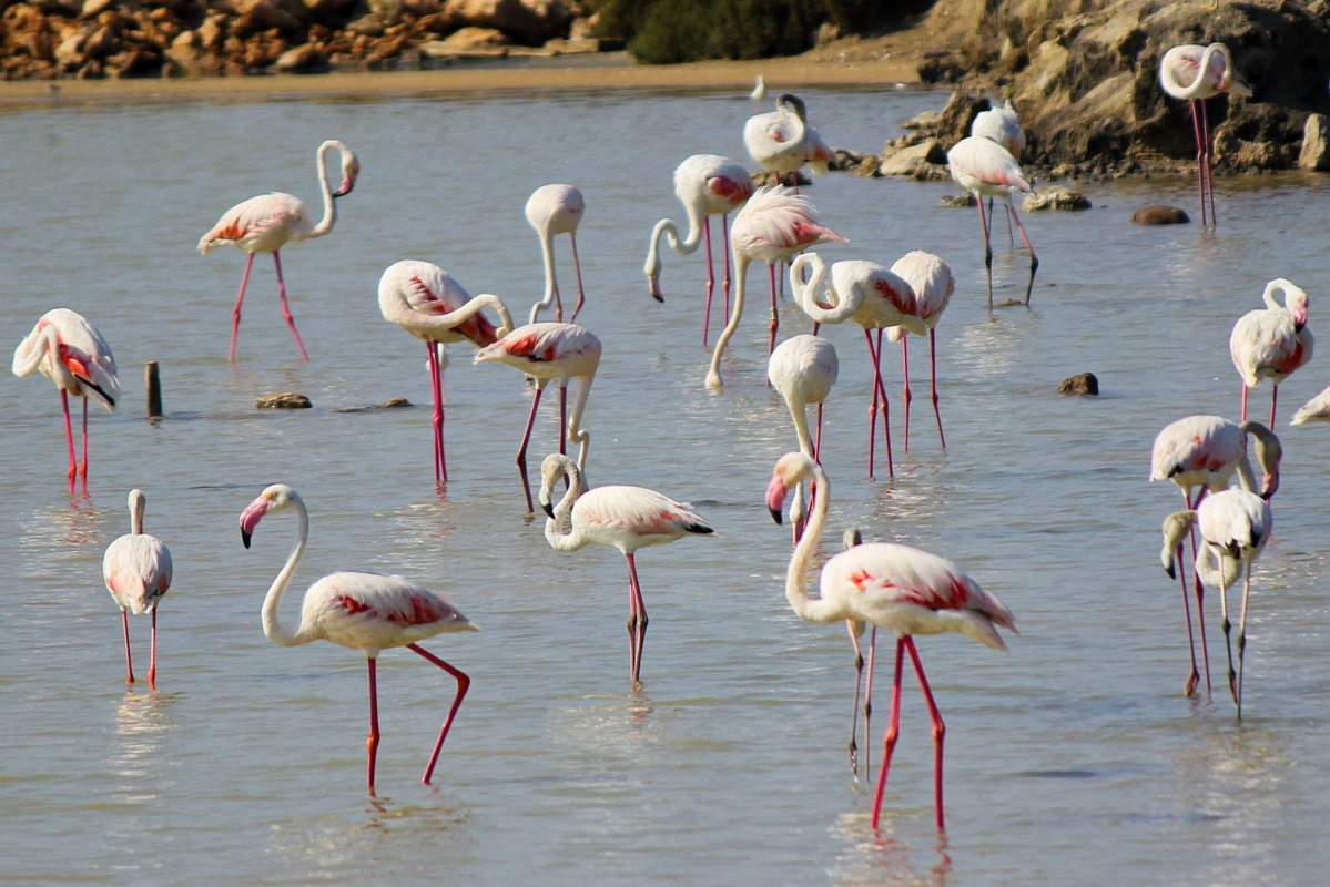 Murcia, Flamencos Parque regional de las salinas de San Pedro del Pinatar