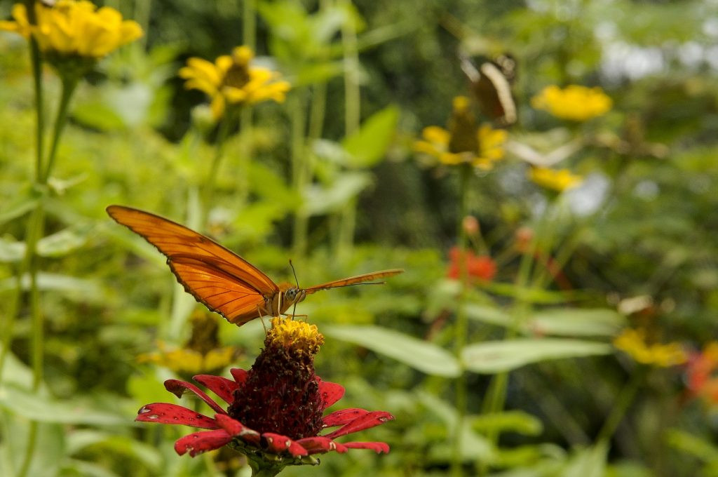 MARIPOSA EN TURRIALBA 1024x680