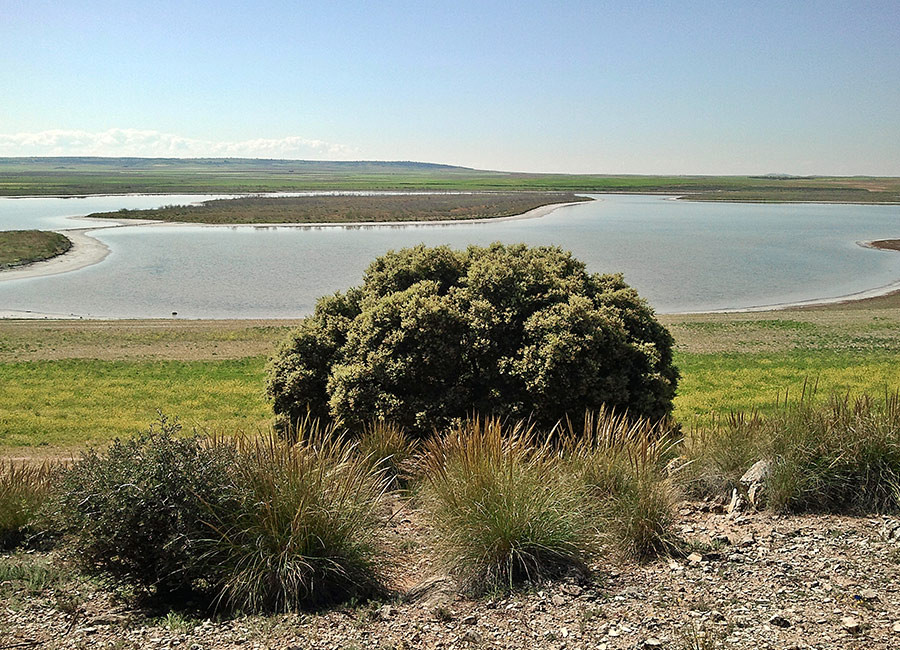 Reserva Natural Laguna de Salicor,  en Campo de Criptana