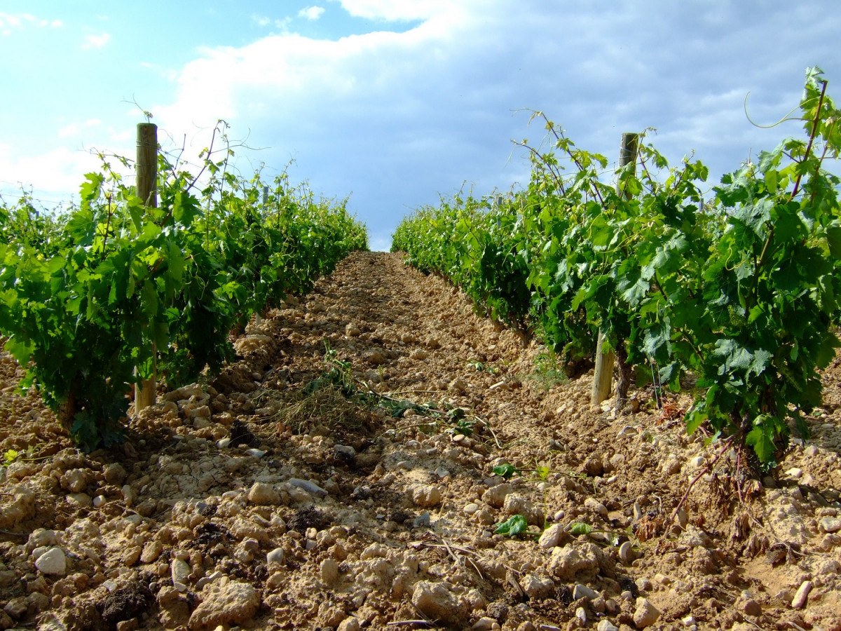 Viu00f1edos Bodegas Sonsierra 