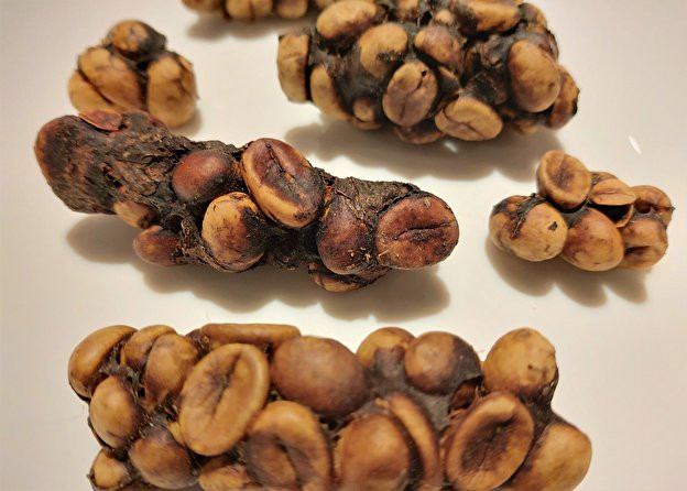 Indonesia Frijoles de café Kopi Luwak (Foto DFM Berlin)