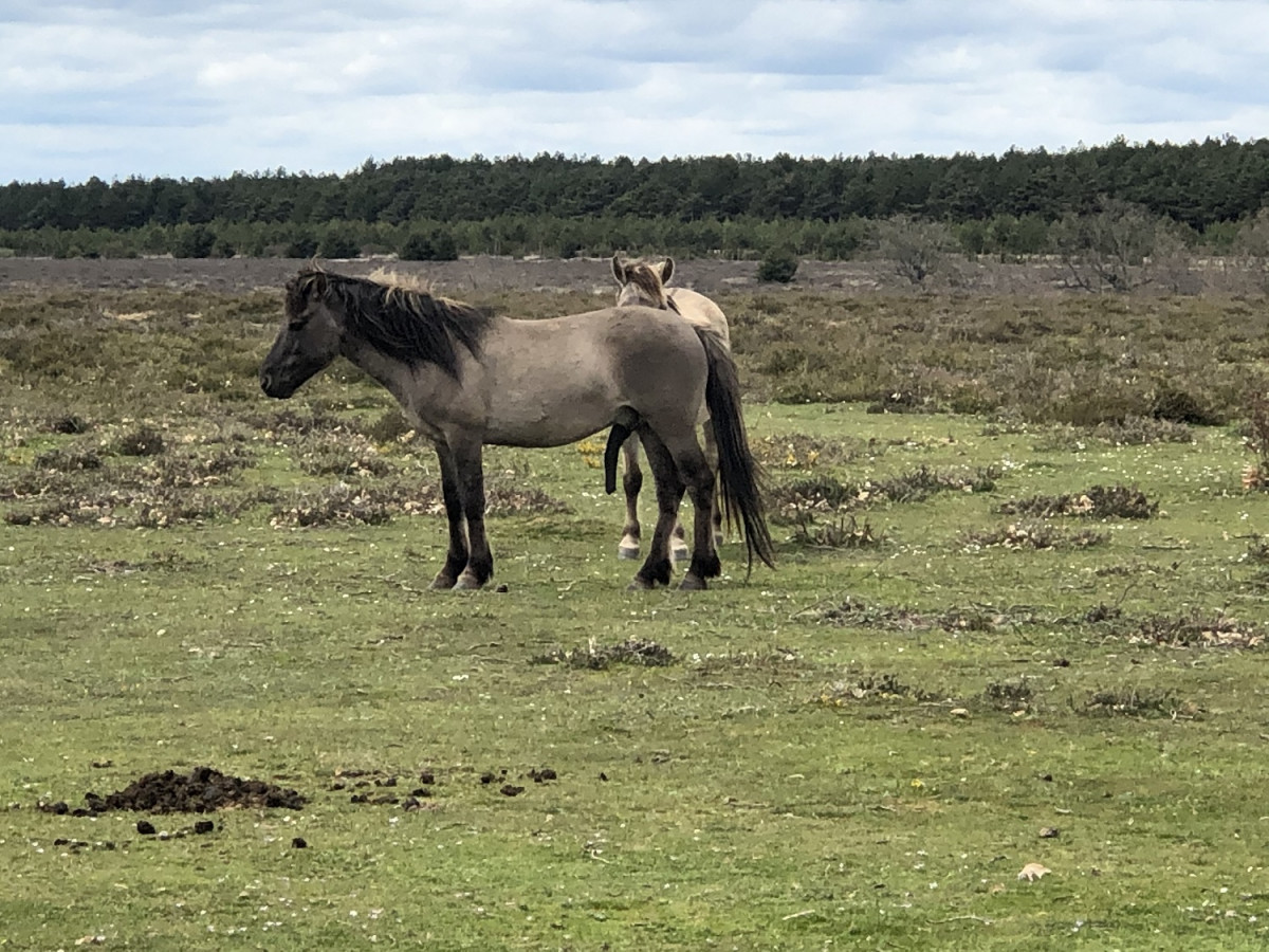 Salgu00fcero de Juarros, Burgos 21, caballos