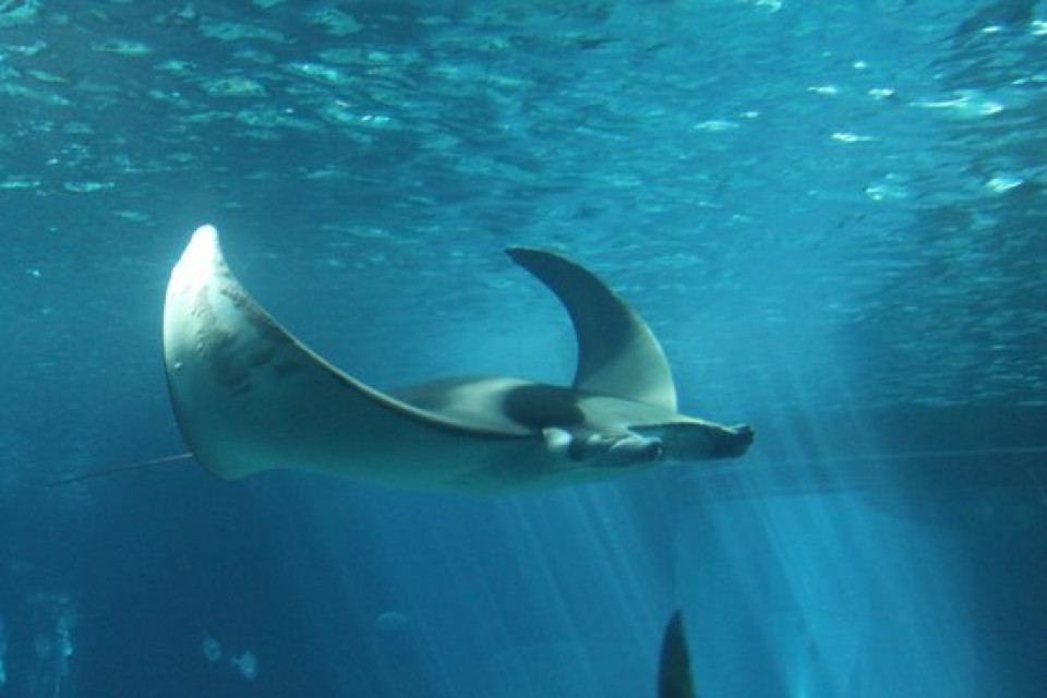 Oceanario de lisboa