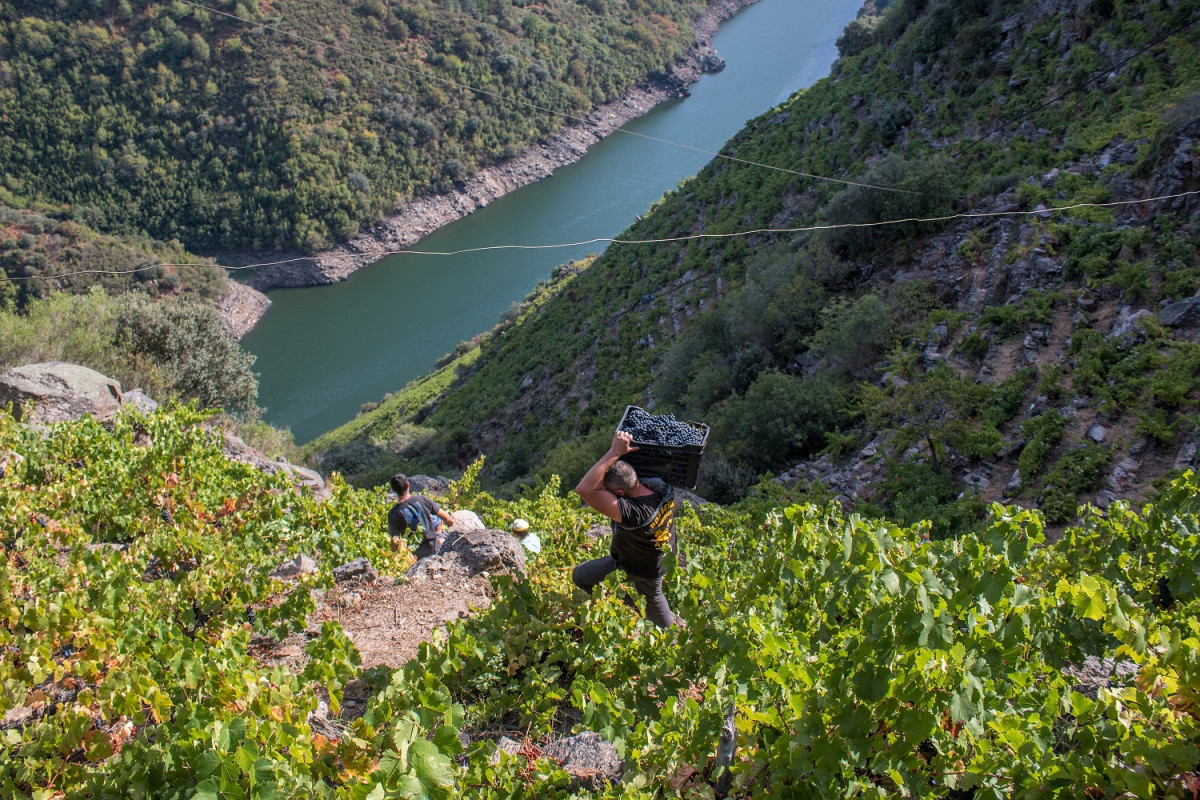 Ribeira Sacra, Vendimia 2018 1500