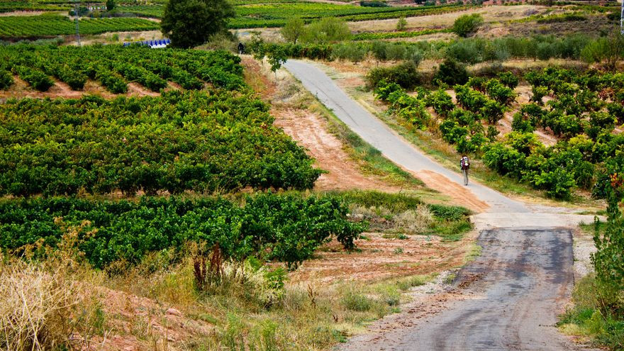 El Camino de Santiago transcurre entre vides en el tramo entre Ventosa y Nájera.