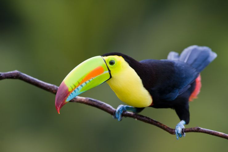 Full keel billed toucan ready to fly