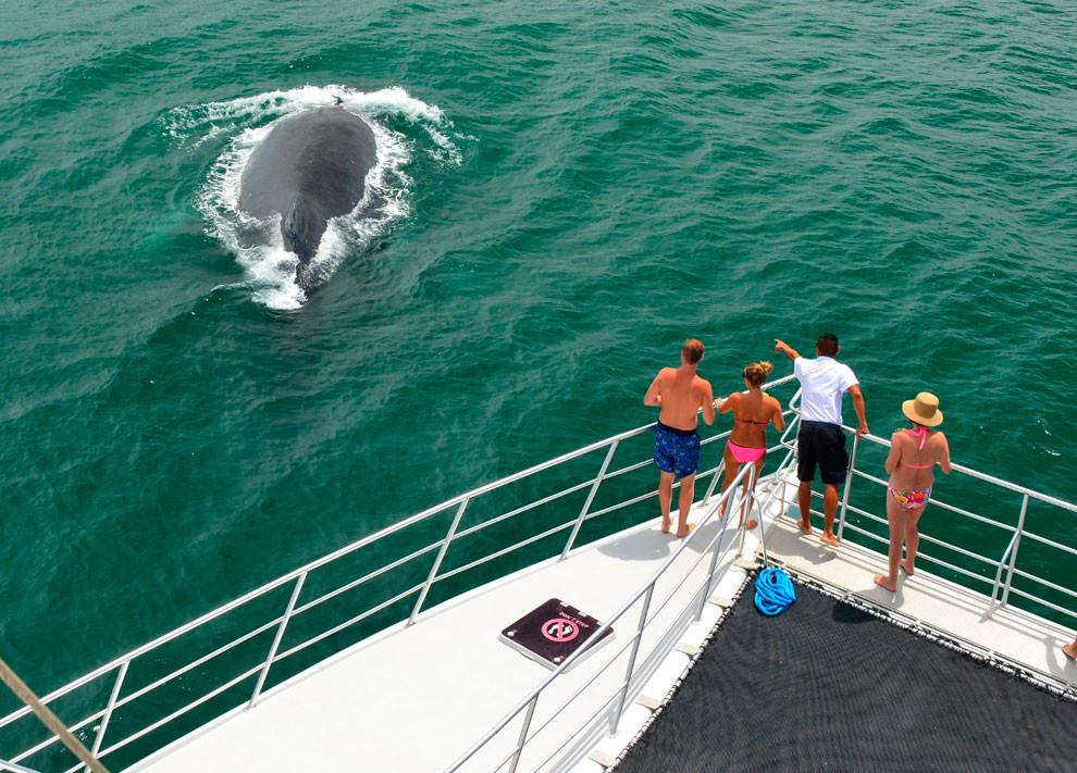 Avistamiento de ballenas en manuel antonio
