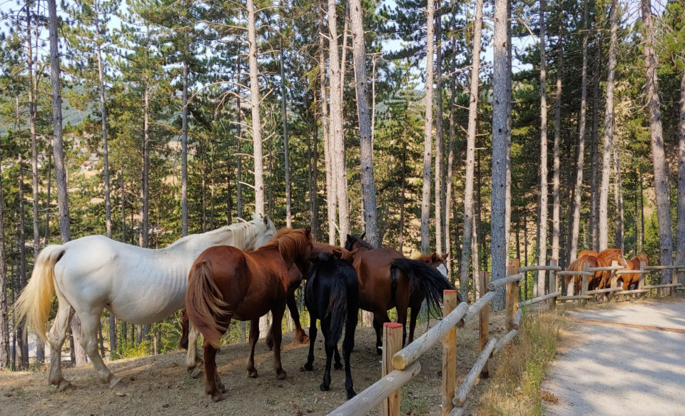 Caballos, entre los pinares de Cistierna(León)