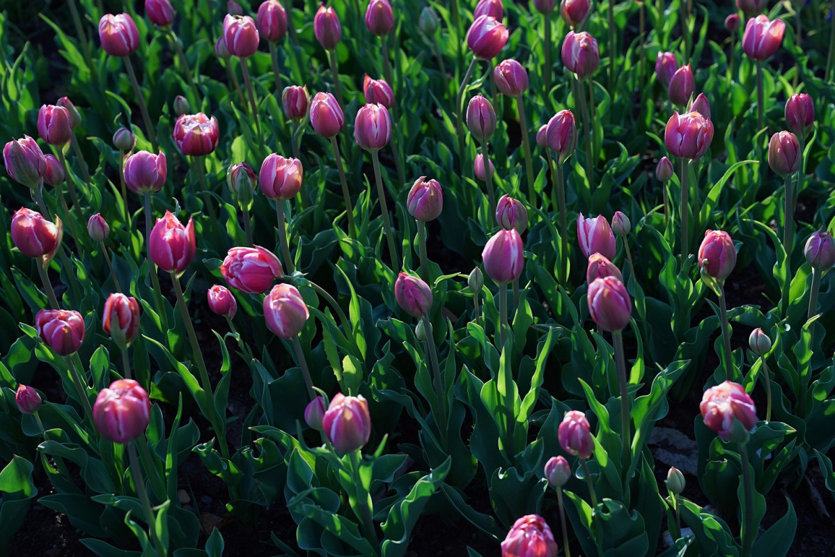 Japu00f3n, Campo de Tulipanes