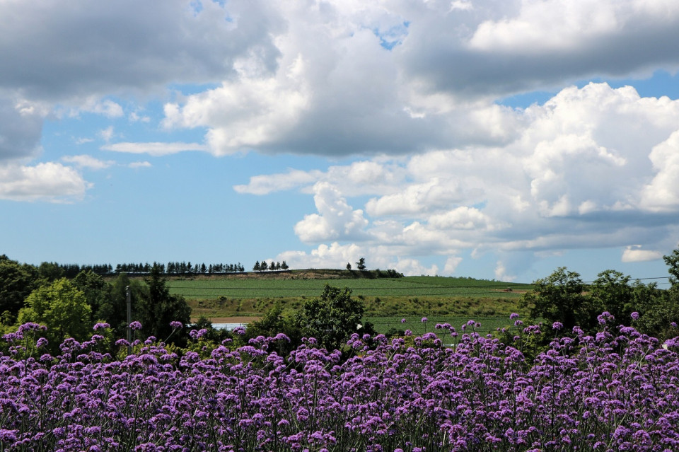 Japón, Campos de lavanda