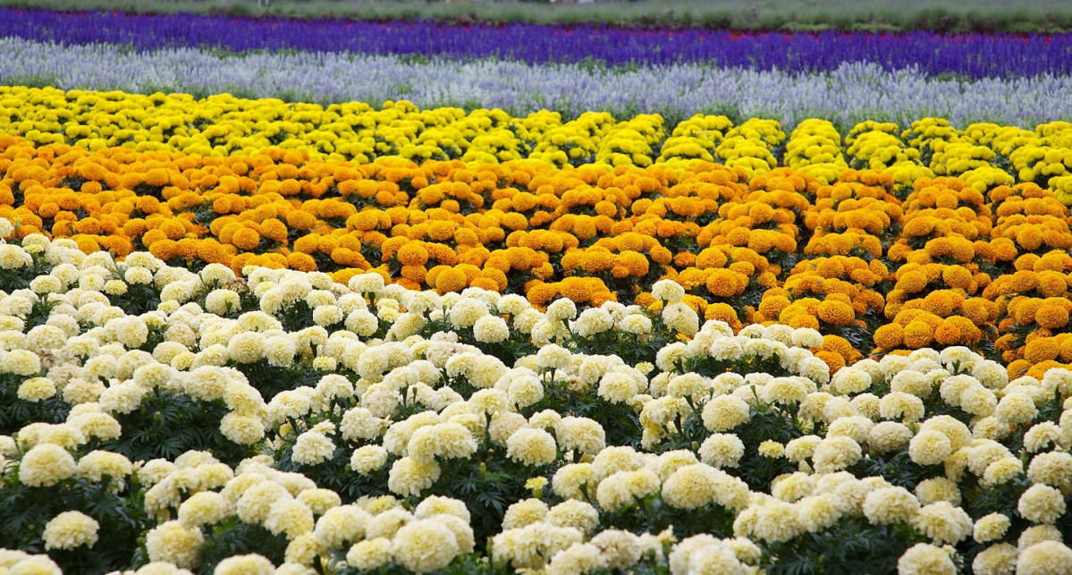 Japu00f3n, Furano flowers