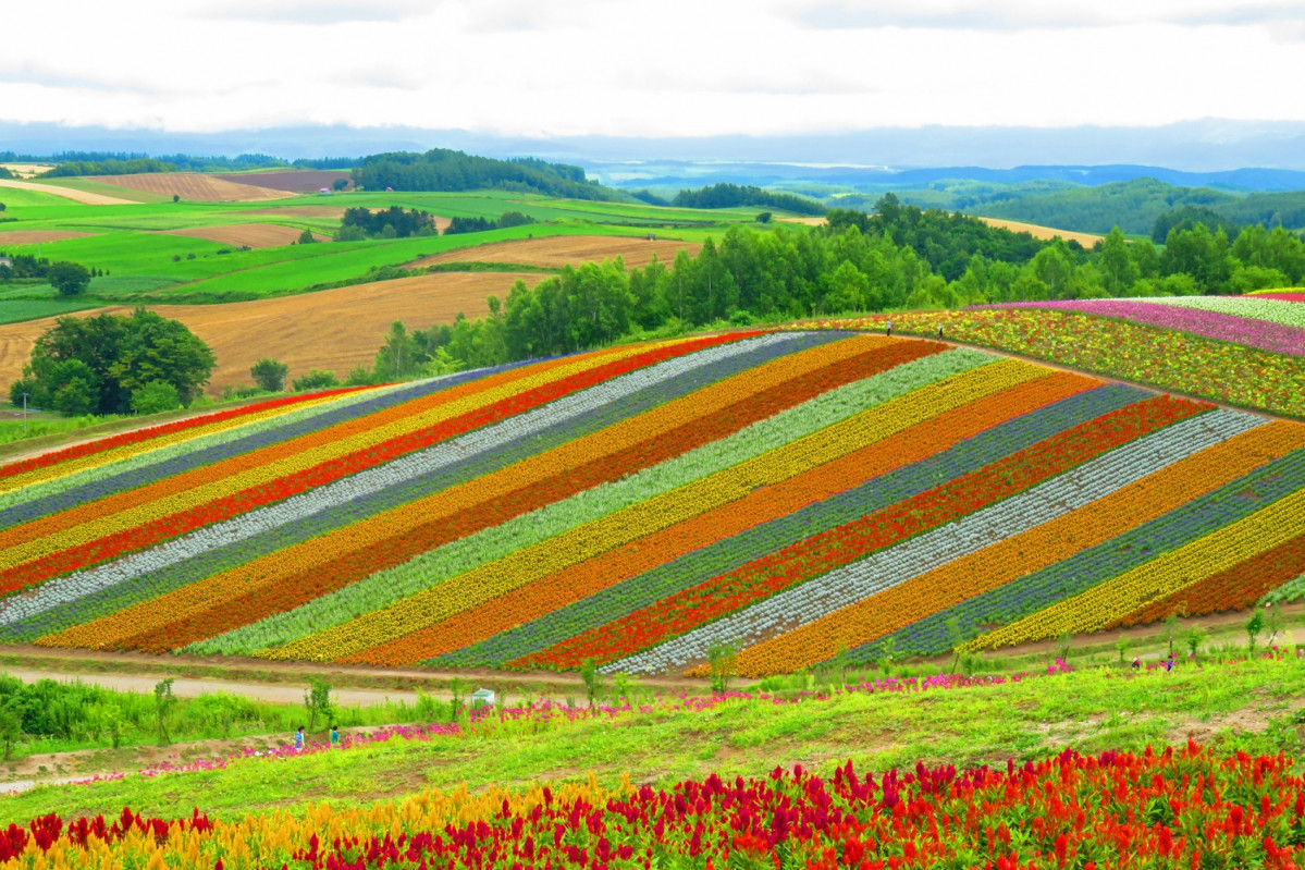 Japu00f3n, Campos de fu00f1ores u200bHokkaido