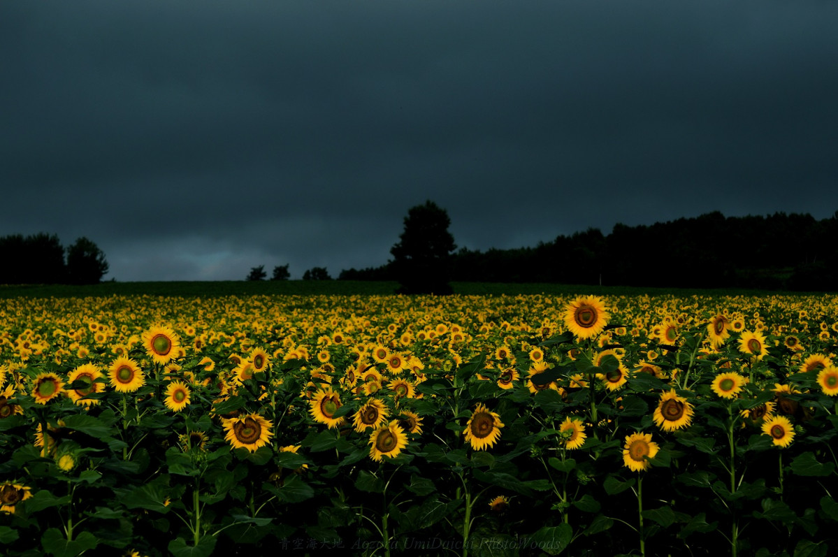 Japu00f3n Hokuryu Sunflower field in Hokkaido,