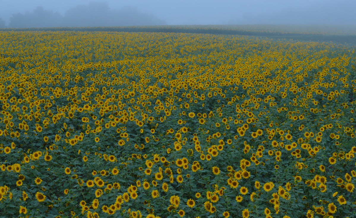 Japu00f3n, Hokuryu, Campo de girasoles
