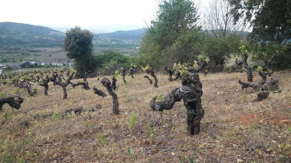 Viñedo de garnacha tintoreira centenaria, de la Bodega Alan del Val, en Valdeorras