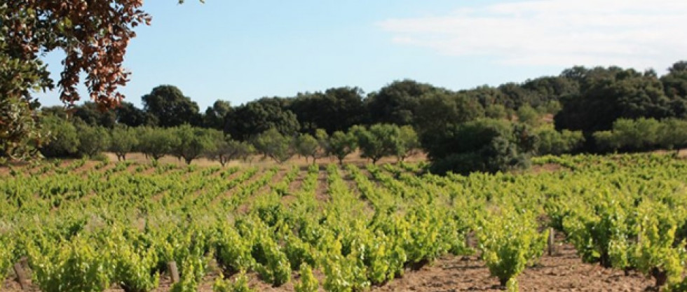 Viñas en Sierra Oeste de Madrid