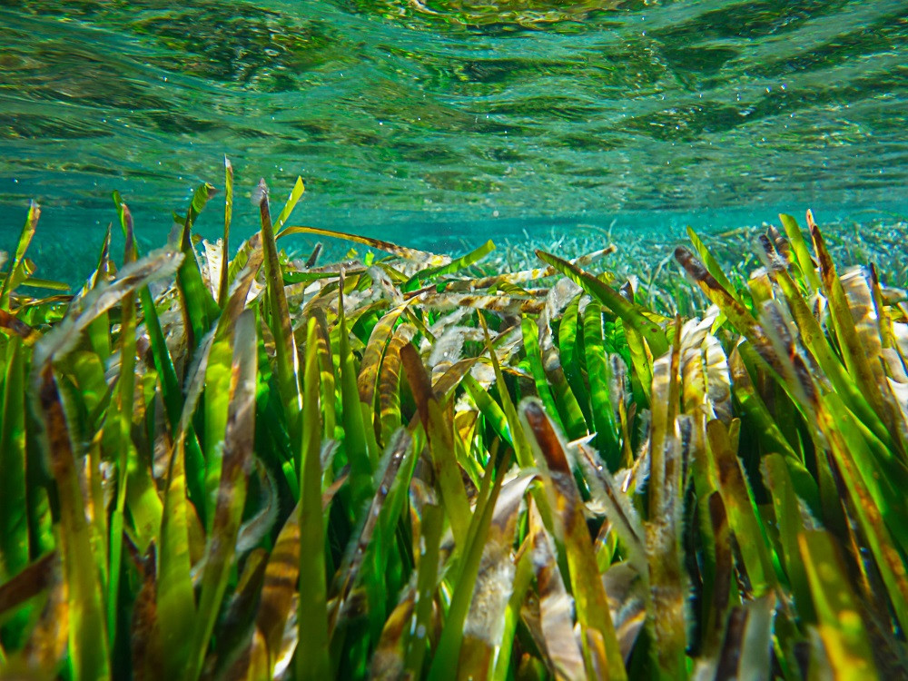 Posidonia, Formentera (FOTO3sergio arribas