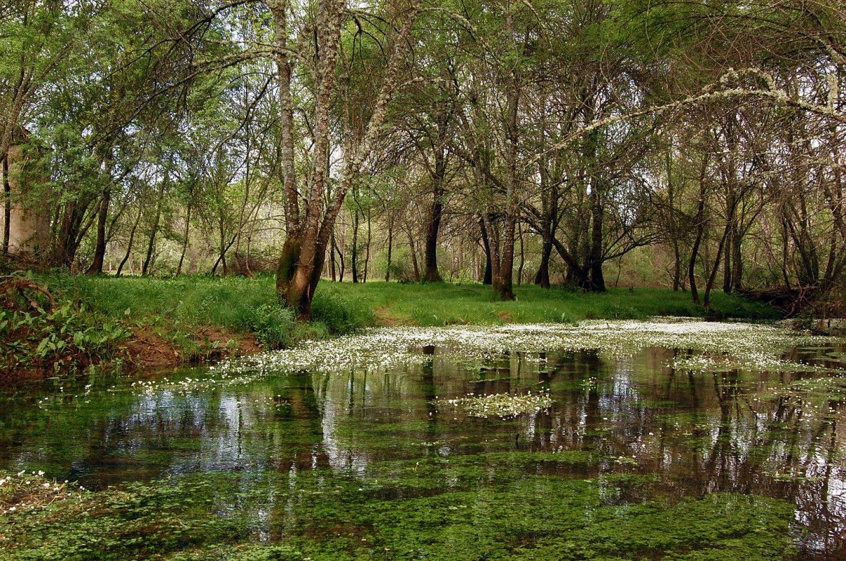 Reserva Biosfera La Siberia, BOSQUE DE RIBERA GUADALUPEJO