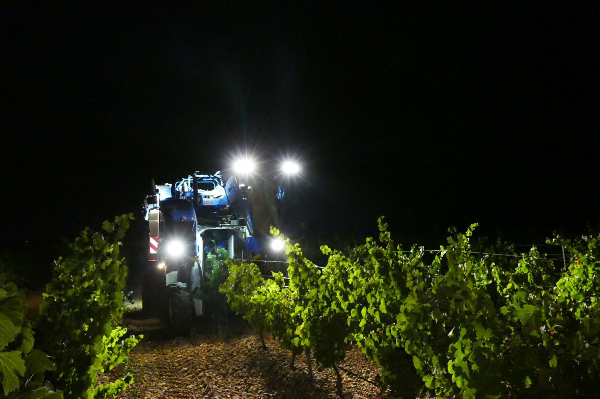 Vendimia Nocturna, en la D.O. de Rueda