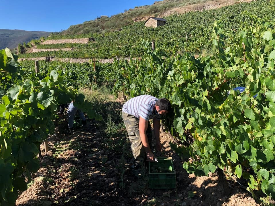 Vendimia en Valdeorras