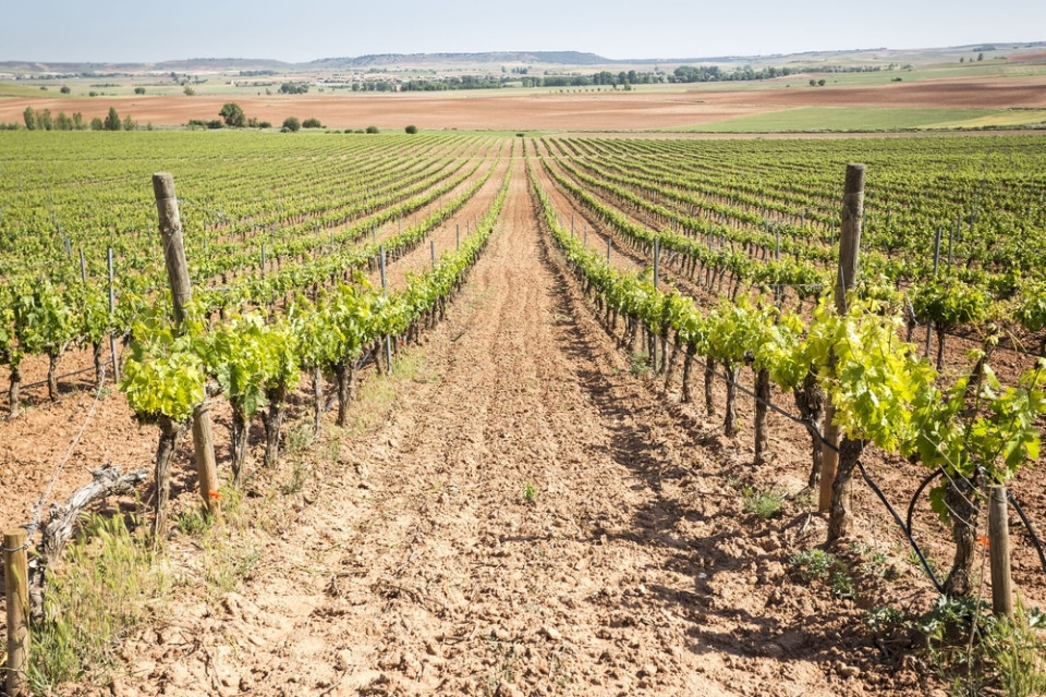 Viñedos del Río Arlanza, Burgos