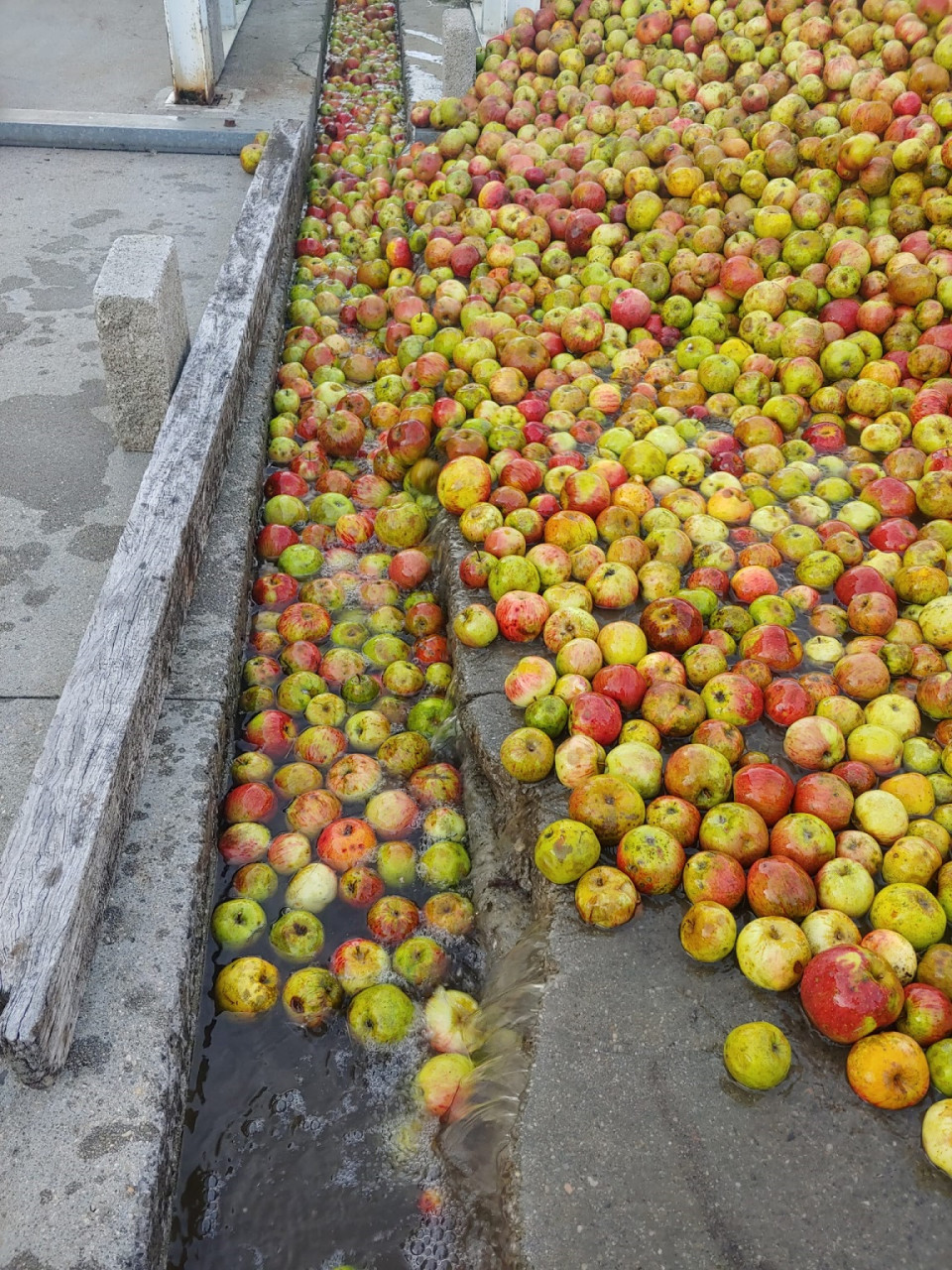 Conduccion acuatica de las manzanas hasta el llagar