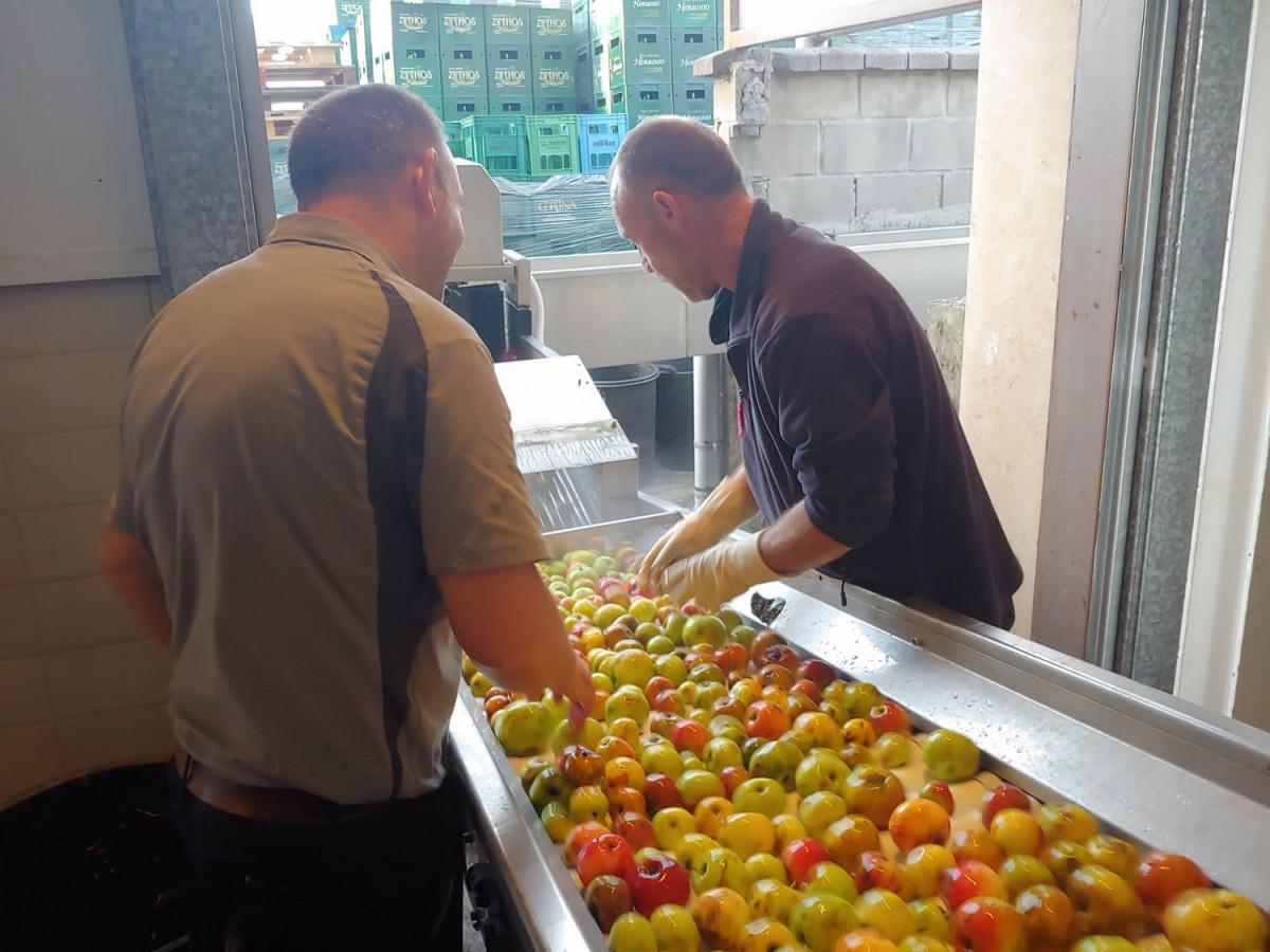 Seleccion de las manzanas para la elaboraciu00f3n de la Sidra