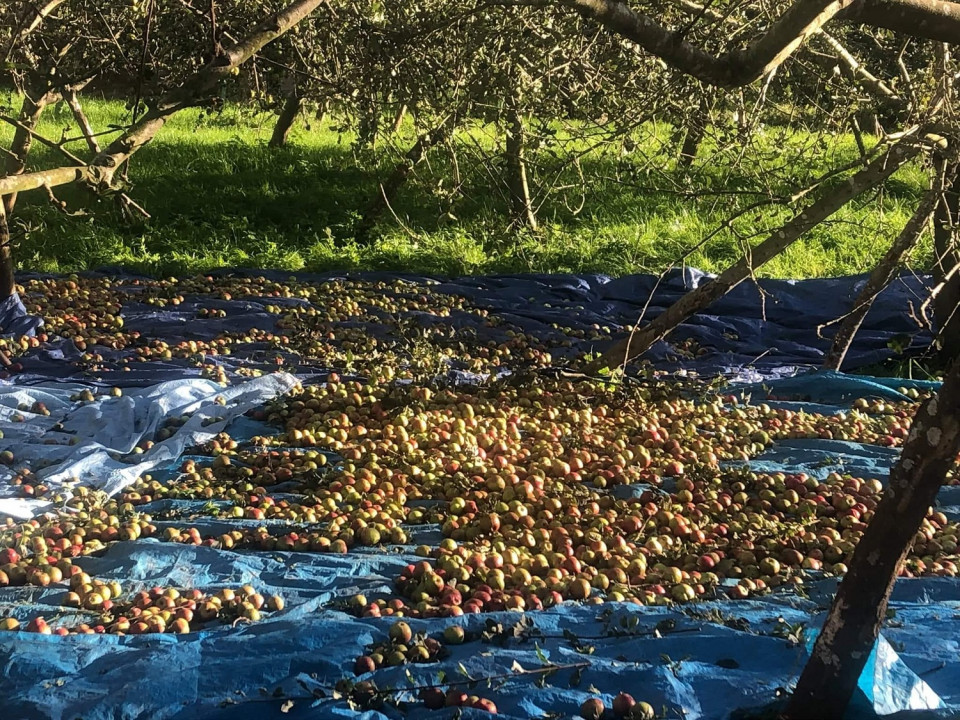 Manzanas en la Pomarada, para ser recogidas