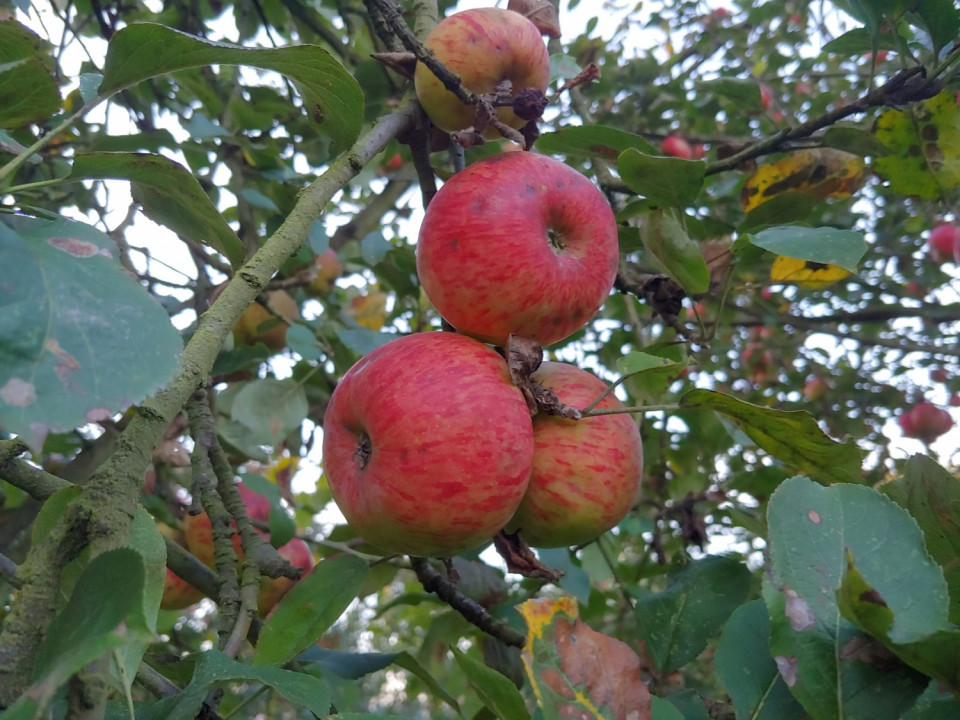Manzanas en su punto de maduracion, para ser mayadas