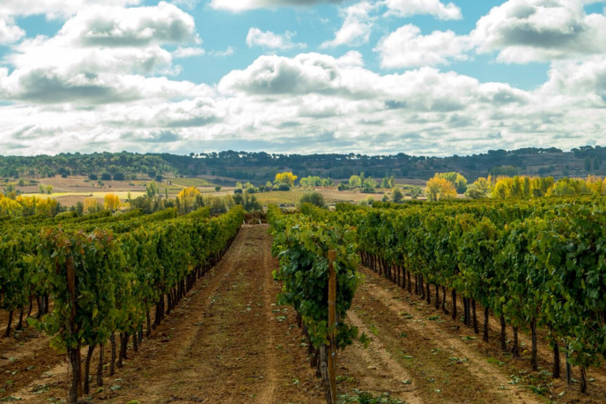 Ruta del vino ribera del duero 1