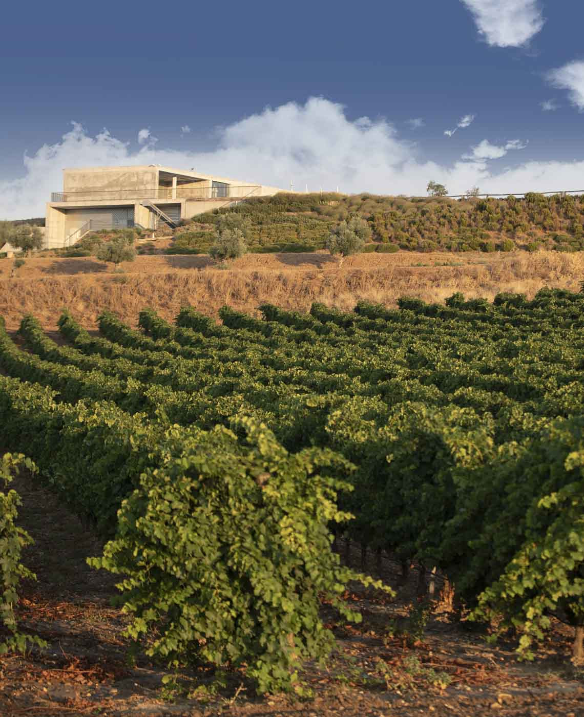 Bodega Montepedroso Entorno