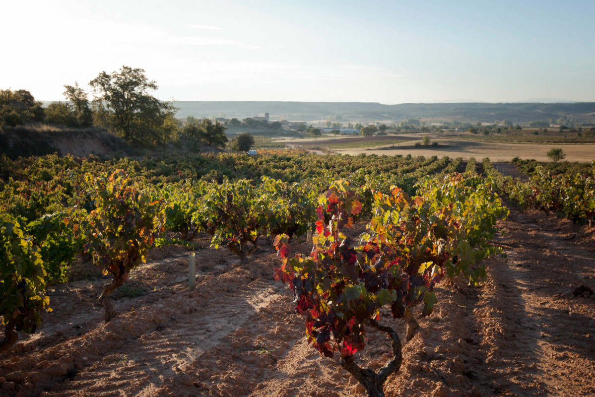 Vinedos de cillar