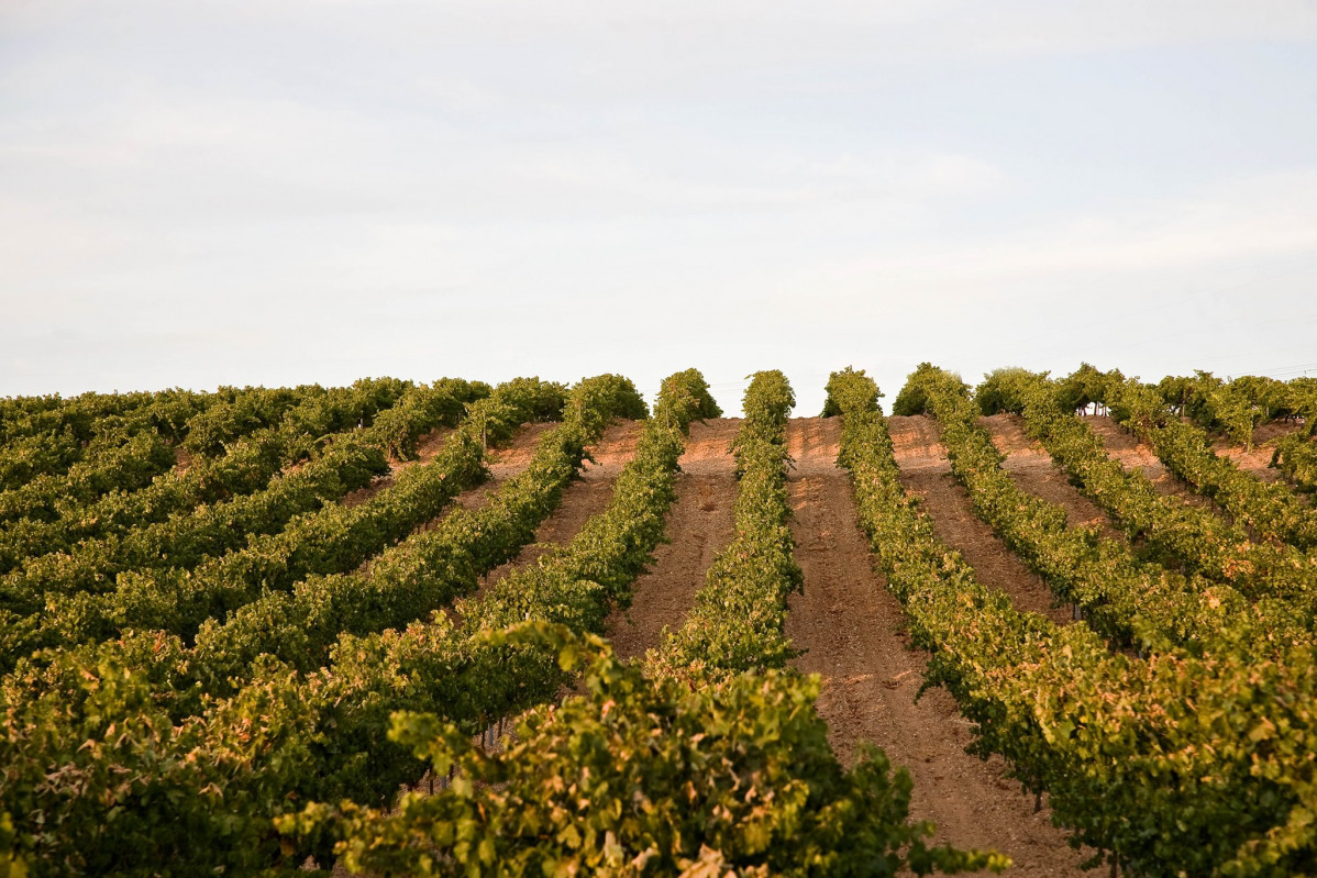 Viñedos de Atauta